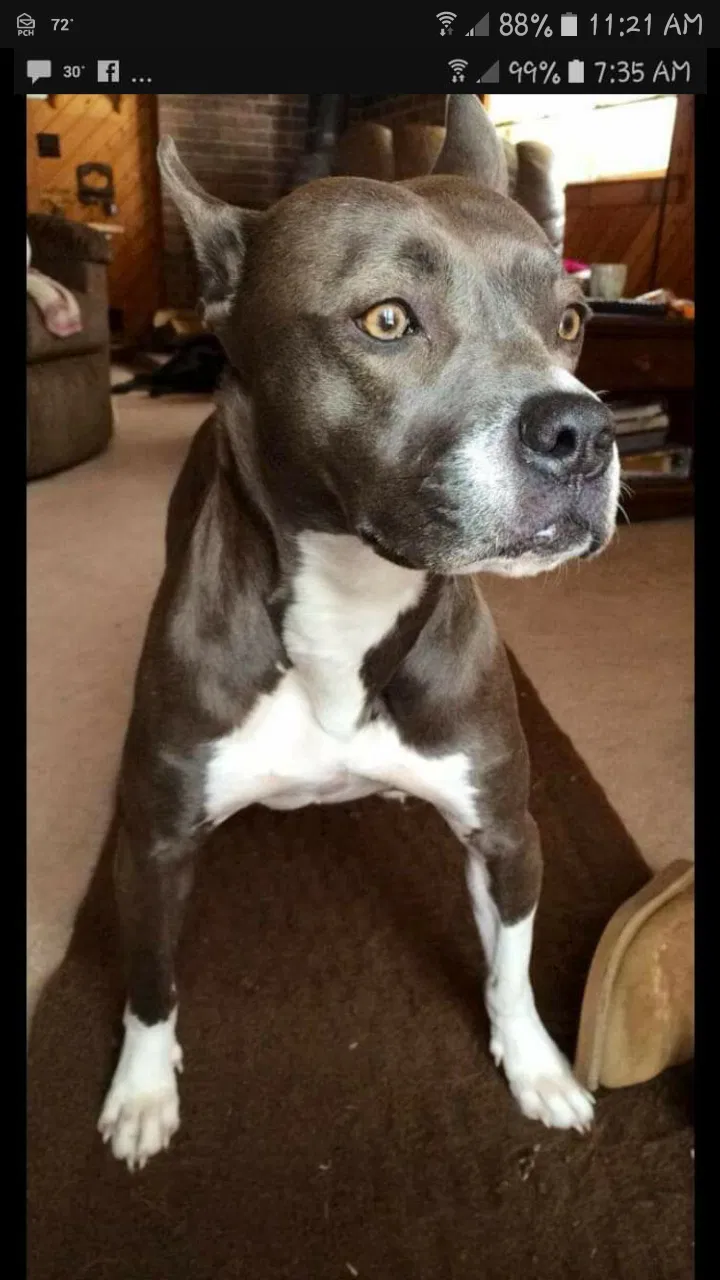 Lost dog in Prudenville, MI, 48651