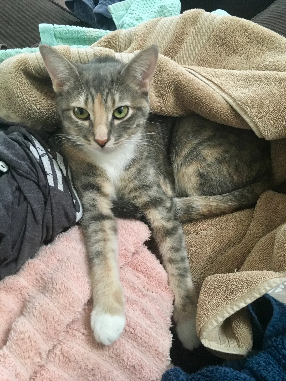Lost cat in Riverside, CA, 92507