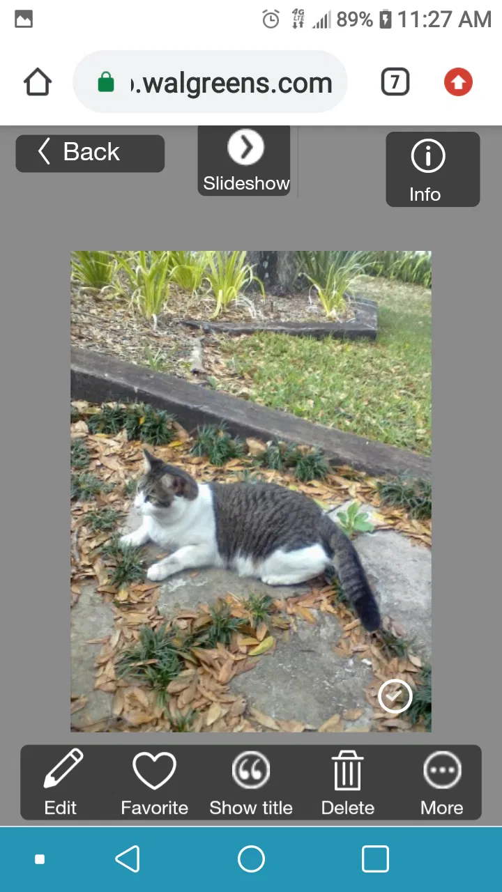 Lost cat in Weatherford, TX, 76085
