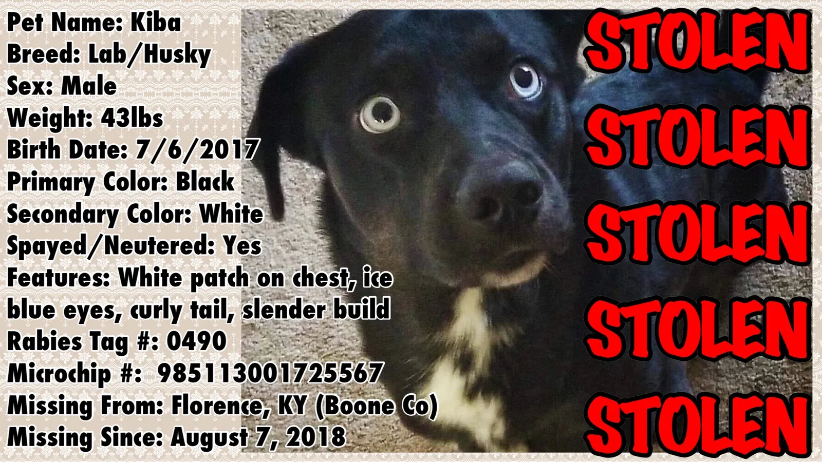 Lost dog in Falmouth, KY, 41040