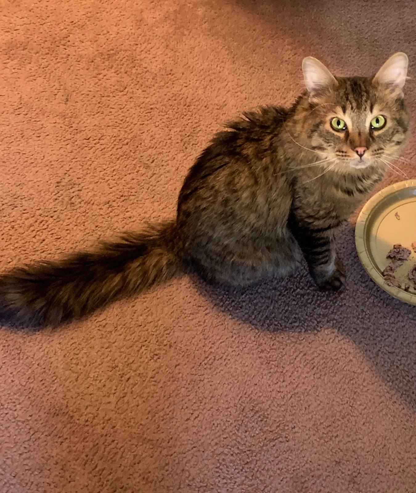 Lost cat in Waukegan, IL, 60085