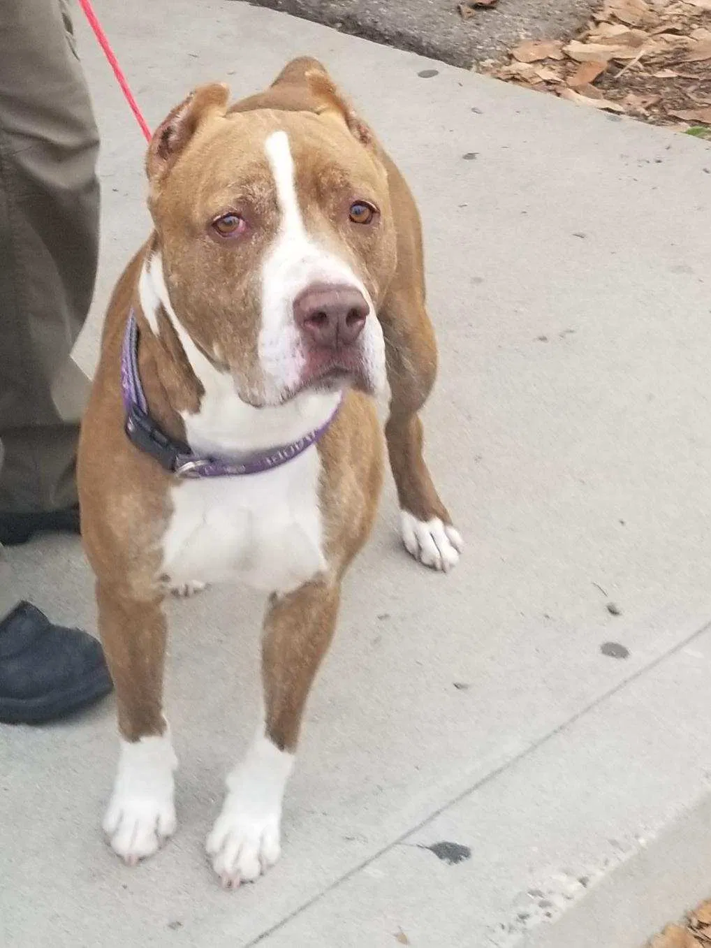 Lost dog in Molalla, OR, 97038