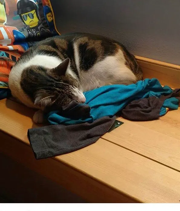 Lost cat in Franktown, CO, 80116