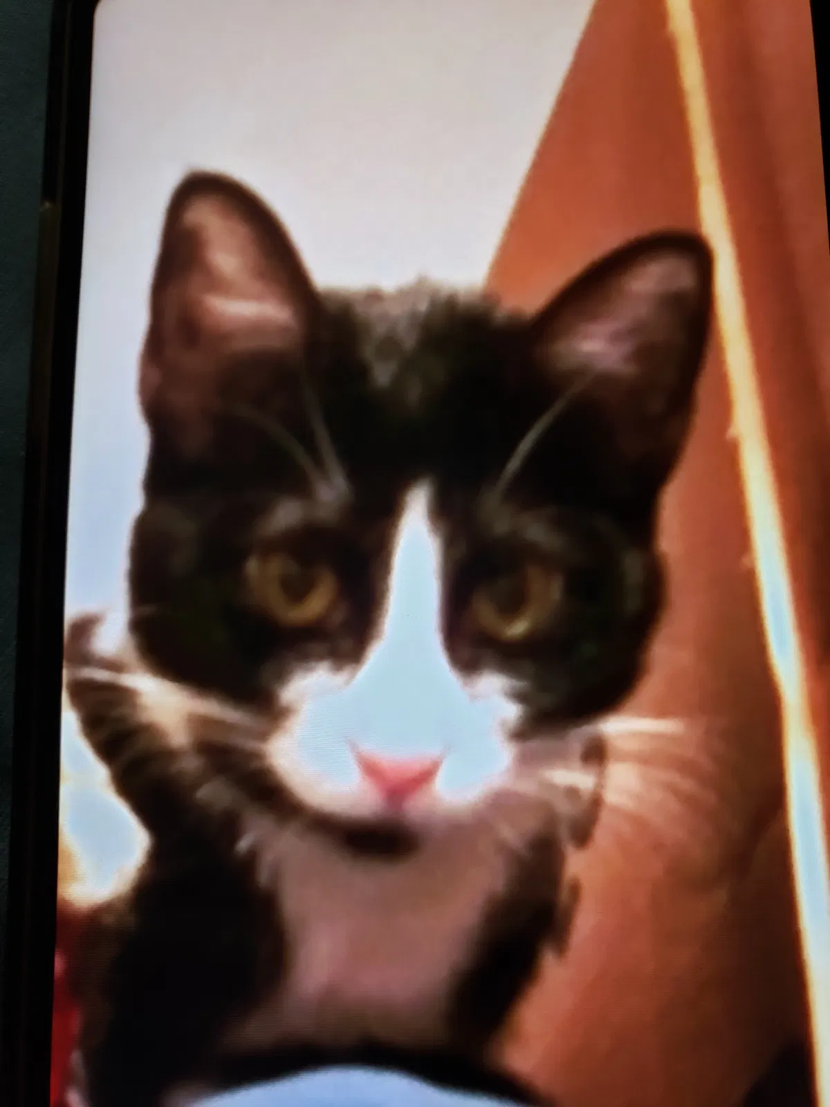 Lost cat in Carlisle, PA, 17013