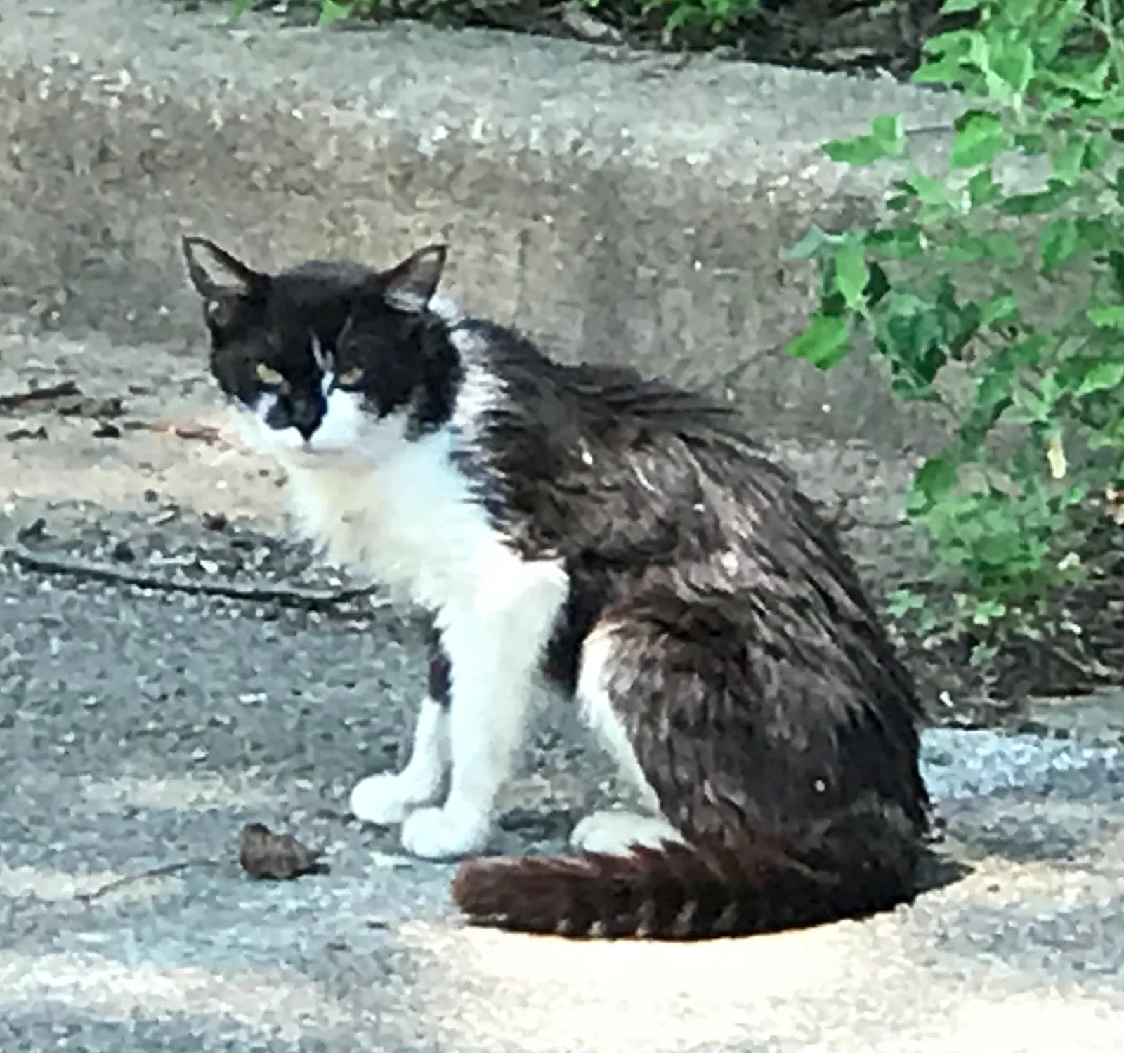 Found cat in Lorton, VA, 22079