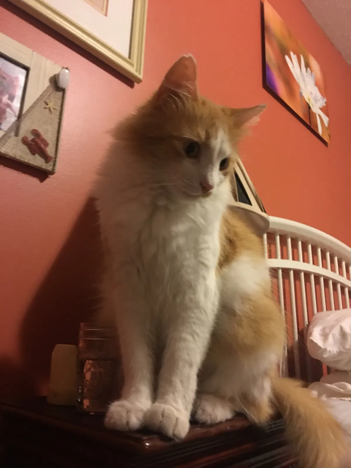 Lost cat in Pawleys Island, SC, 29585