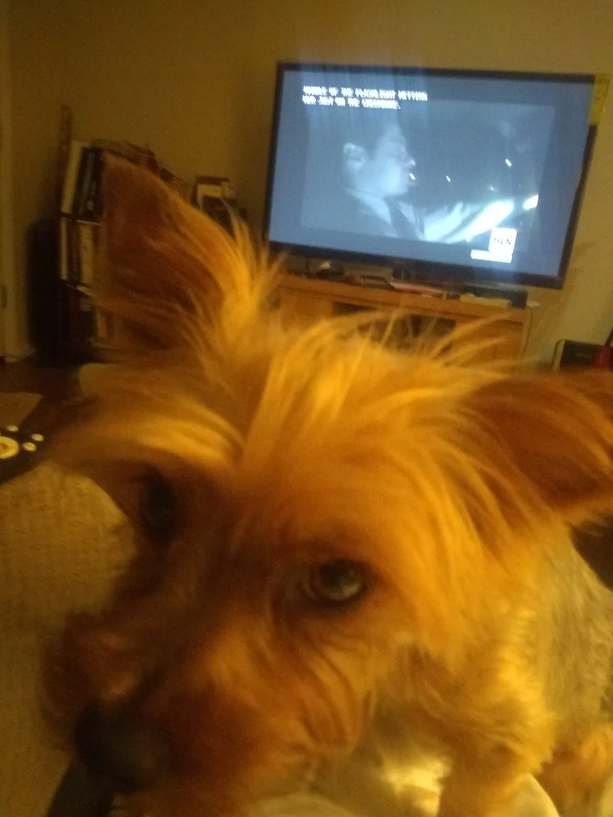 Lost dog in Abilene, TX, 79603