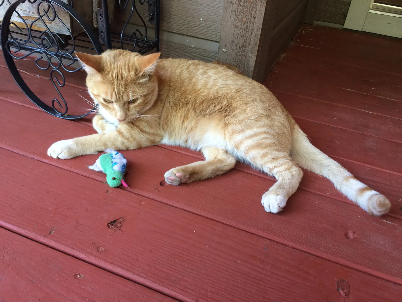 Lost cat in Unknown, AZ, 86005