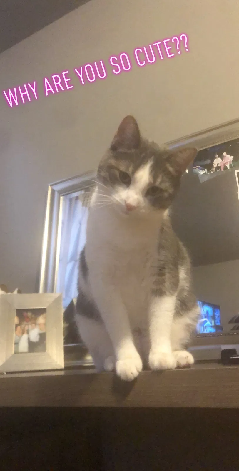 Lost cat in Eastlake, OH, 44095