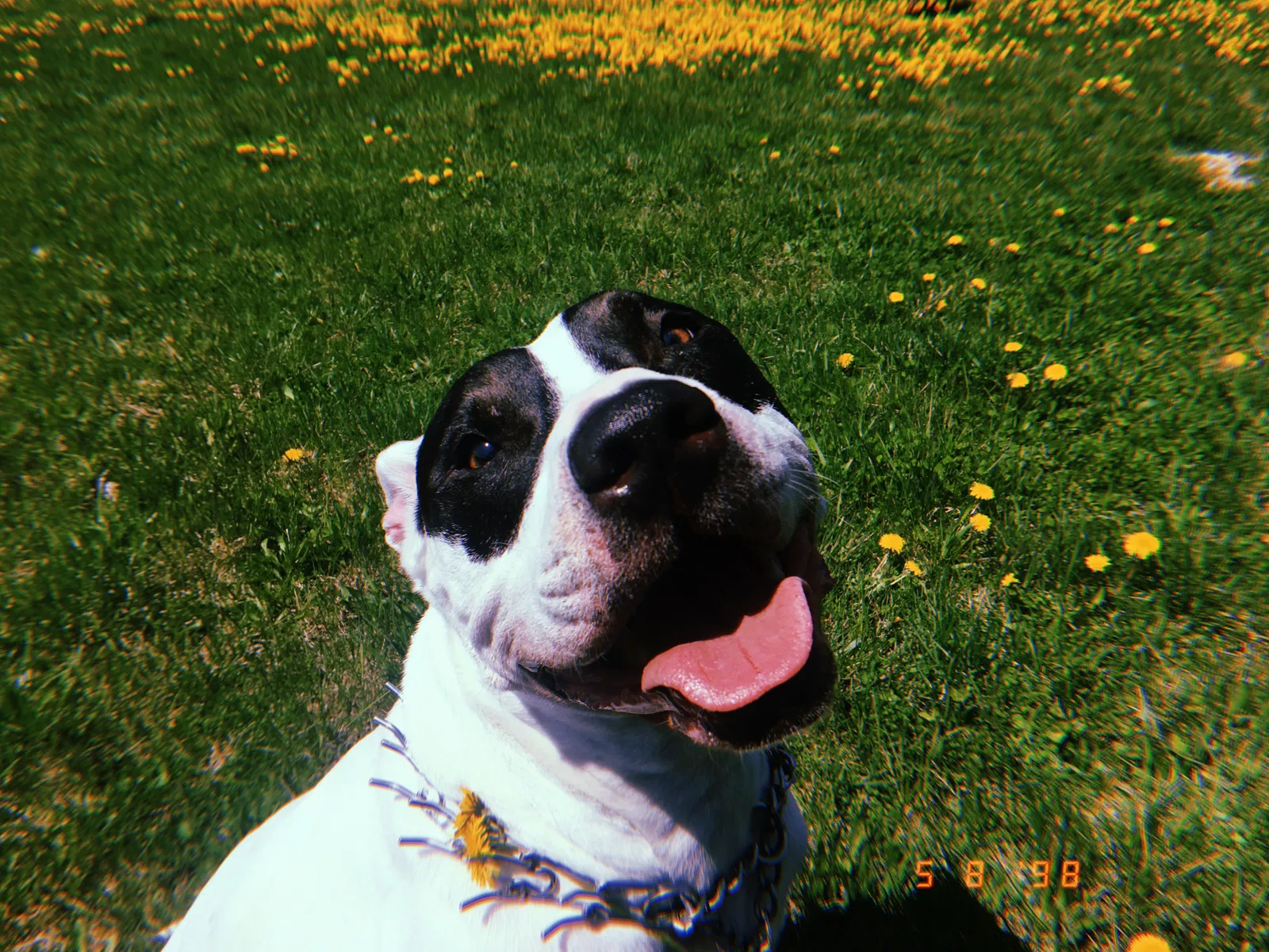Lost dog in Toledo, OH, 43609