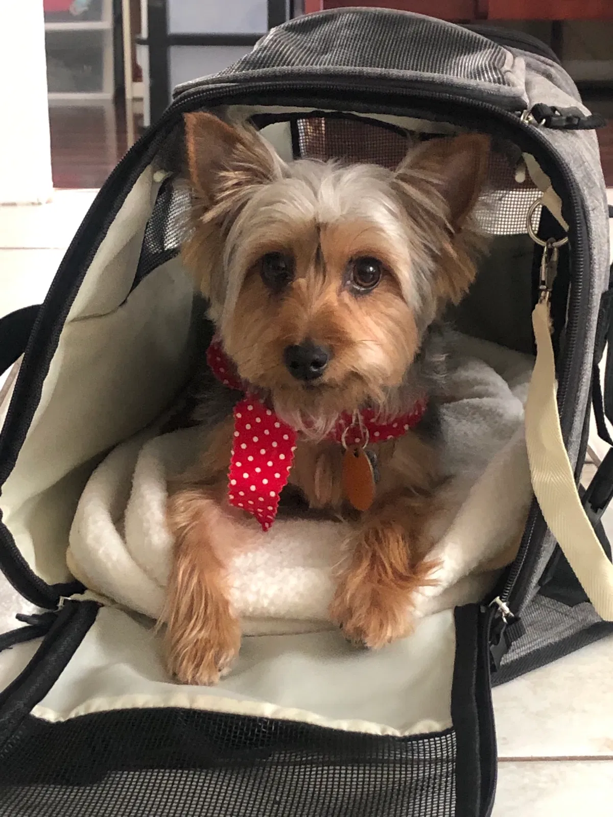 Lost dog in Orlando, FL, 32807