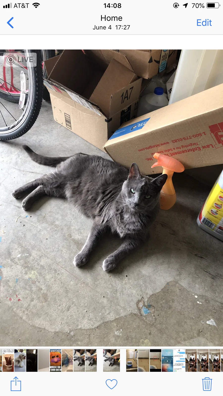 Lost cat in Hewitt, TX, 76643