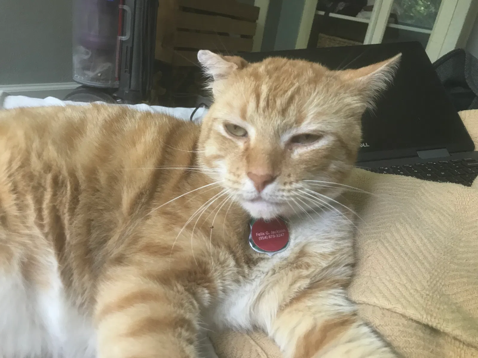 Lost cat in Jacksonville, FL, 32205