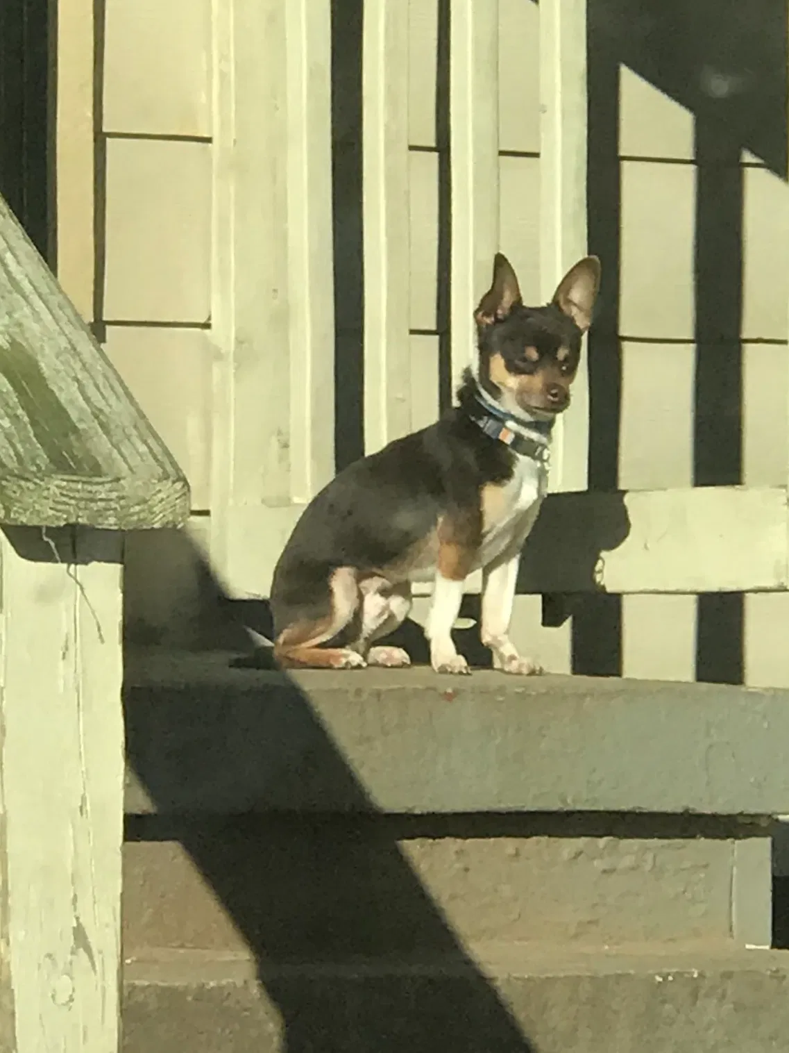 Lost dog in Atlanta, GA, 30312