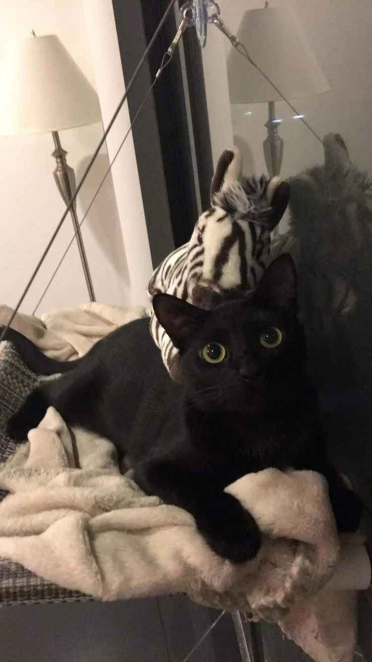 Lost cat in Savoy, IL, 61874