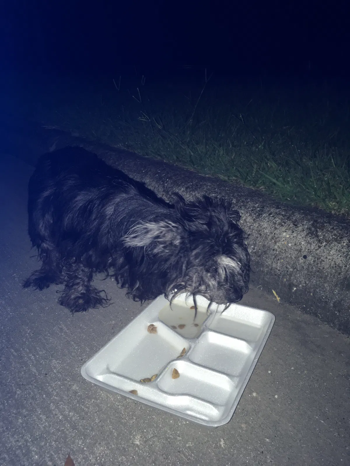 Lost dog in Baytown, TX, 77523