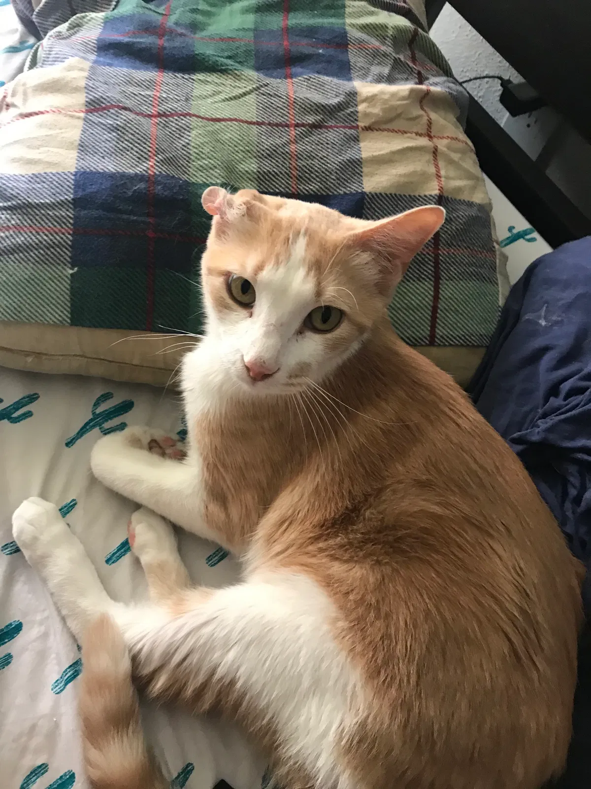 Lost cat in Mesa, AZ, 85203