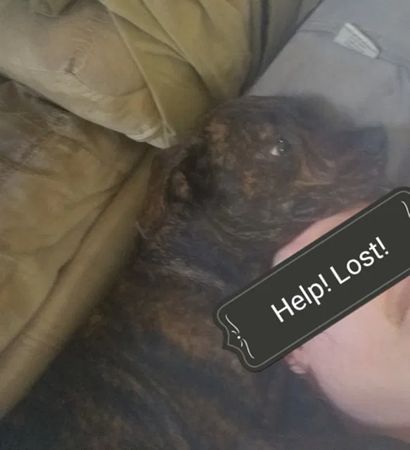 Lost dog in Dayton, OH, 45410