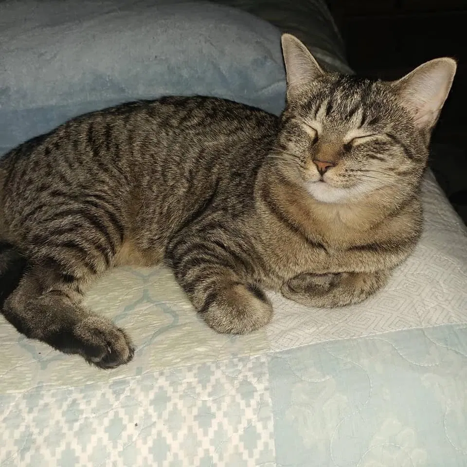 Lost cat in Advance, NC, 27006