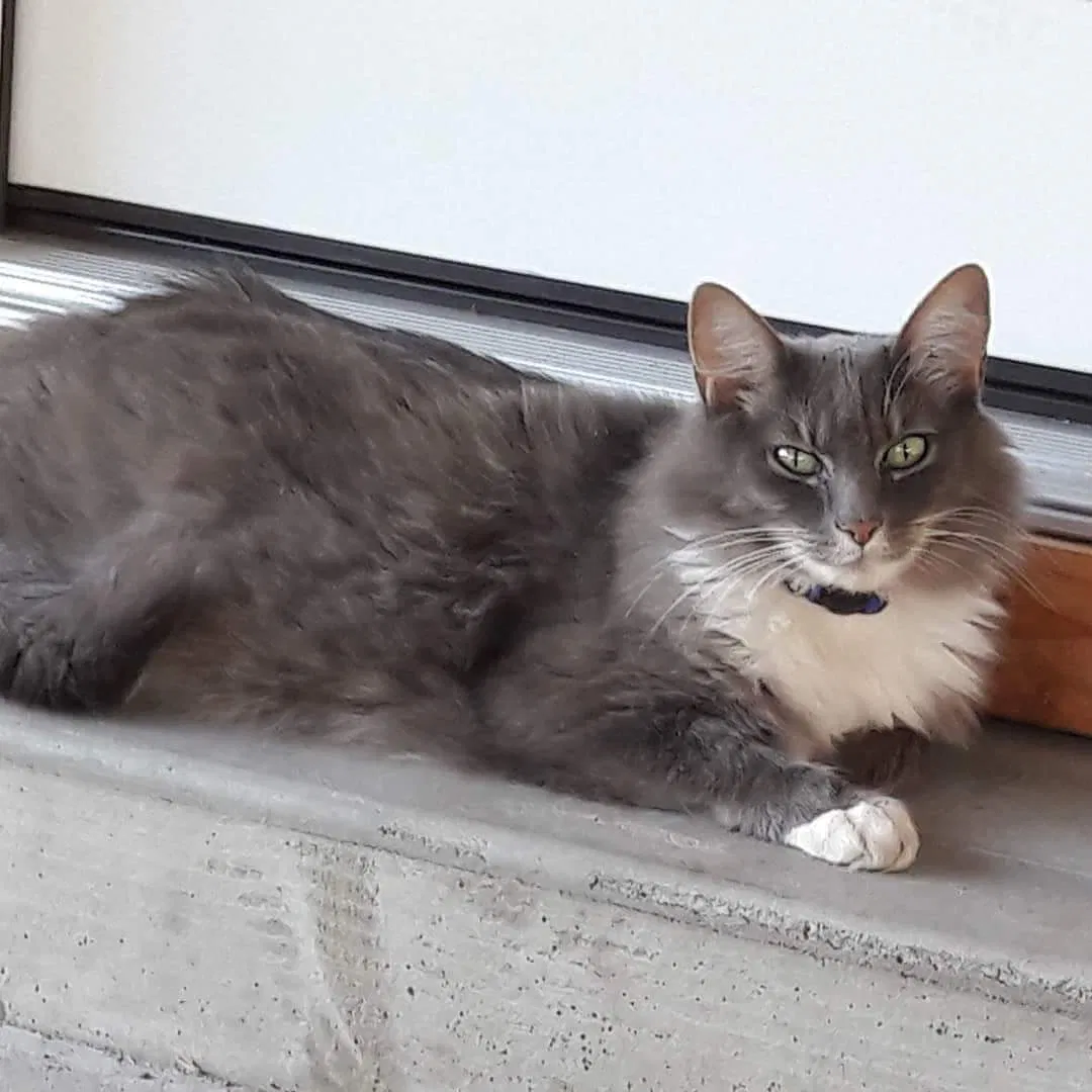 Lost cat in Redmond, OR, 97756