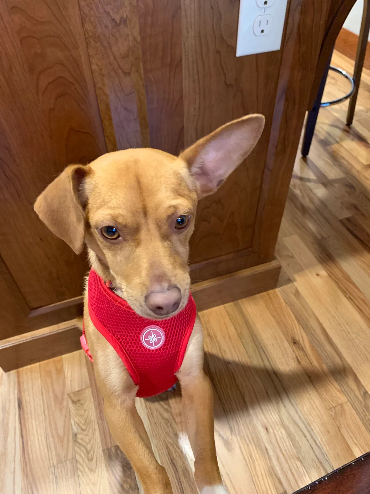 Lost dog in Golden, CO, 80401