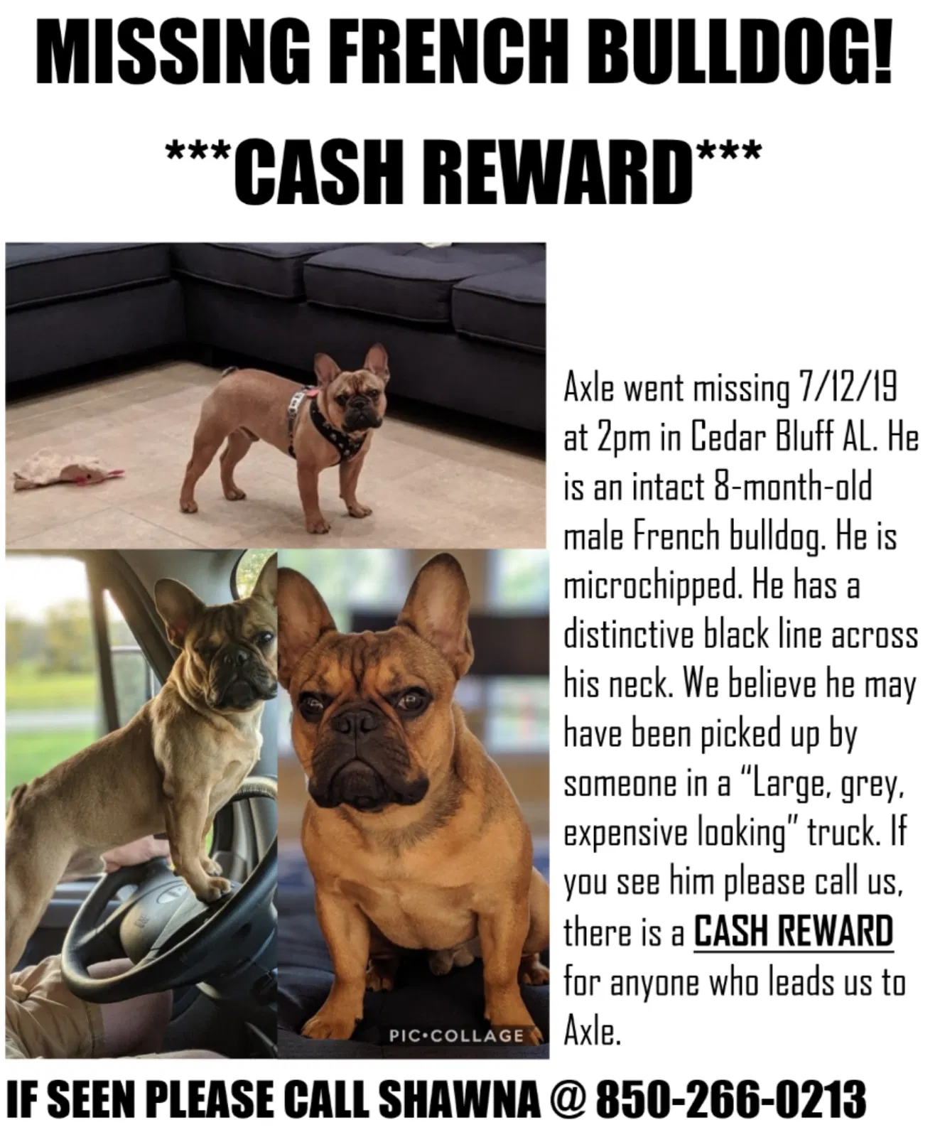 Lost dog in Cedar Bluff, AL, 35959