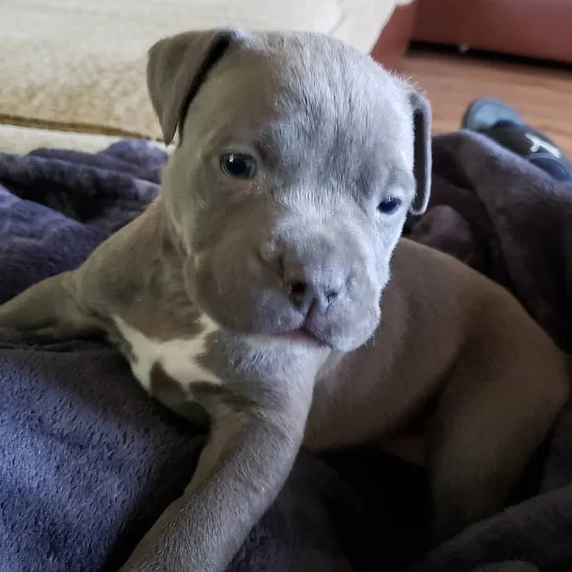 Lost dog in Stockton, CA, 95204