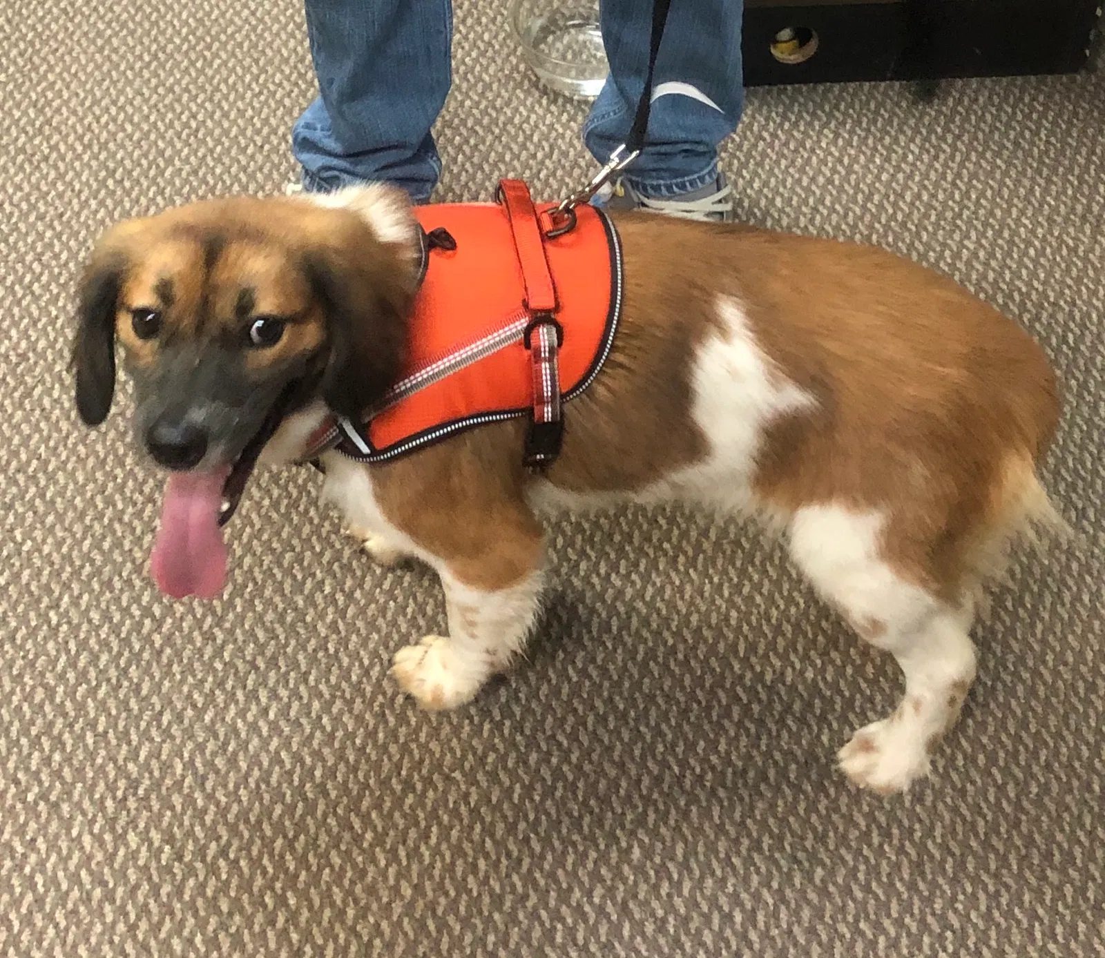 Lost dog in Greenville, SC, 29615