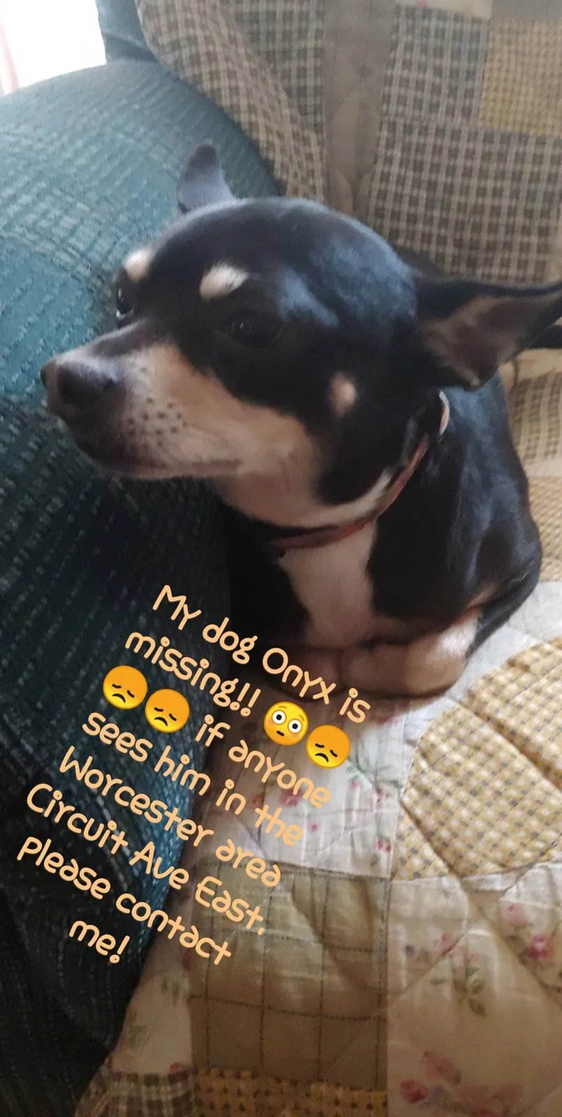 Lost dog in Worcester, MA, 1603