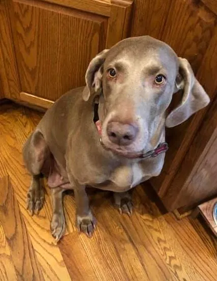 Lost dog in Rome, GA, 30165