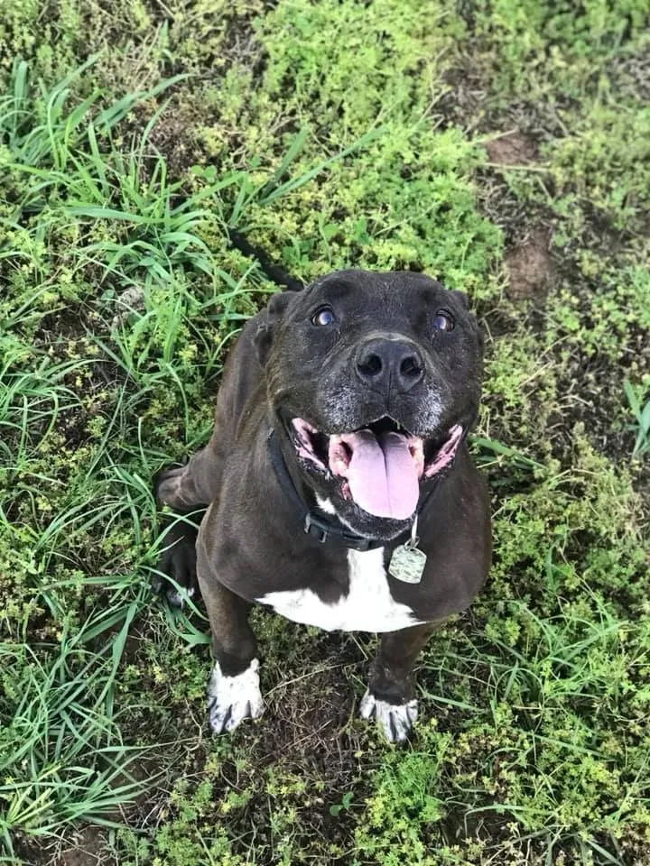 Lost dog in Conway, AR, 72032