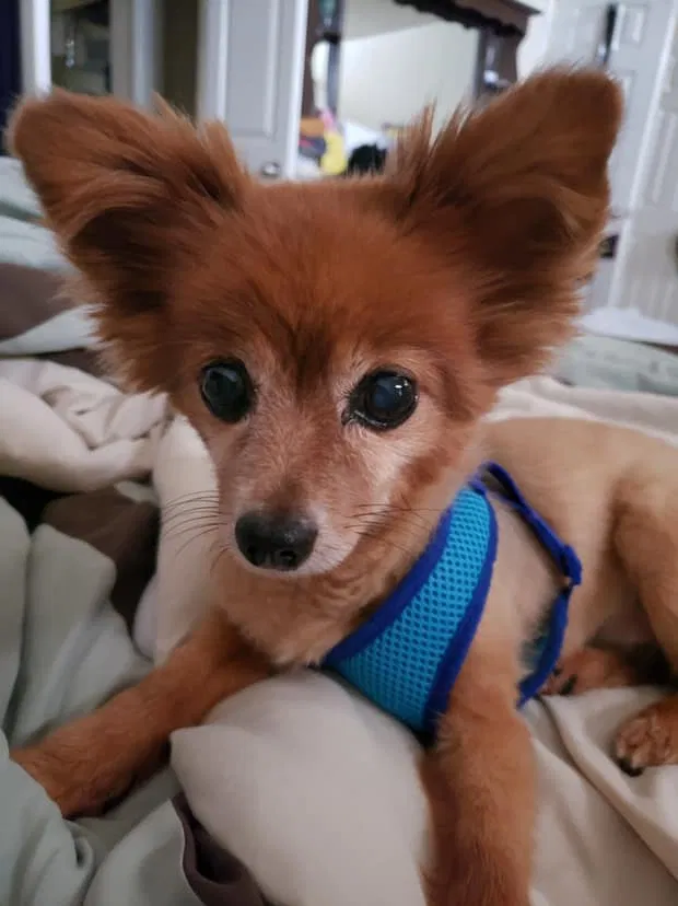 Lost dog in Keller, TX, 76244
