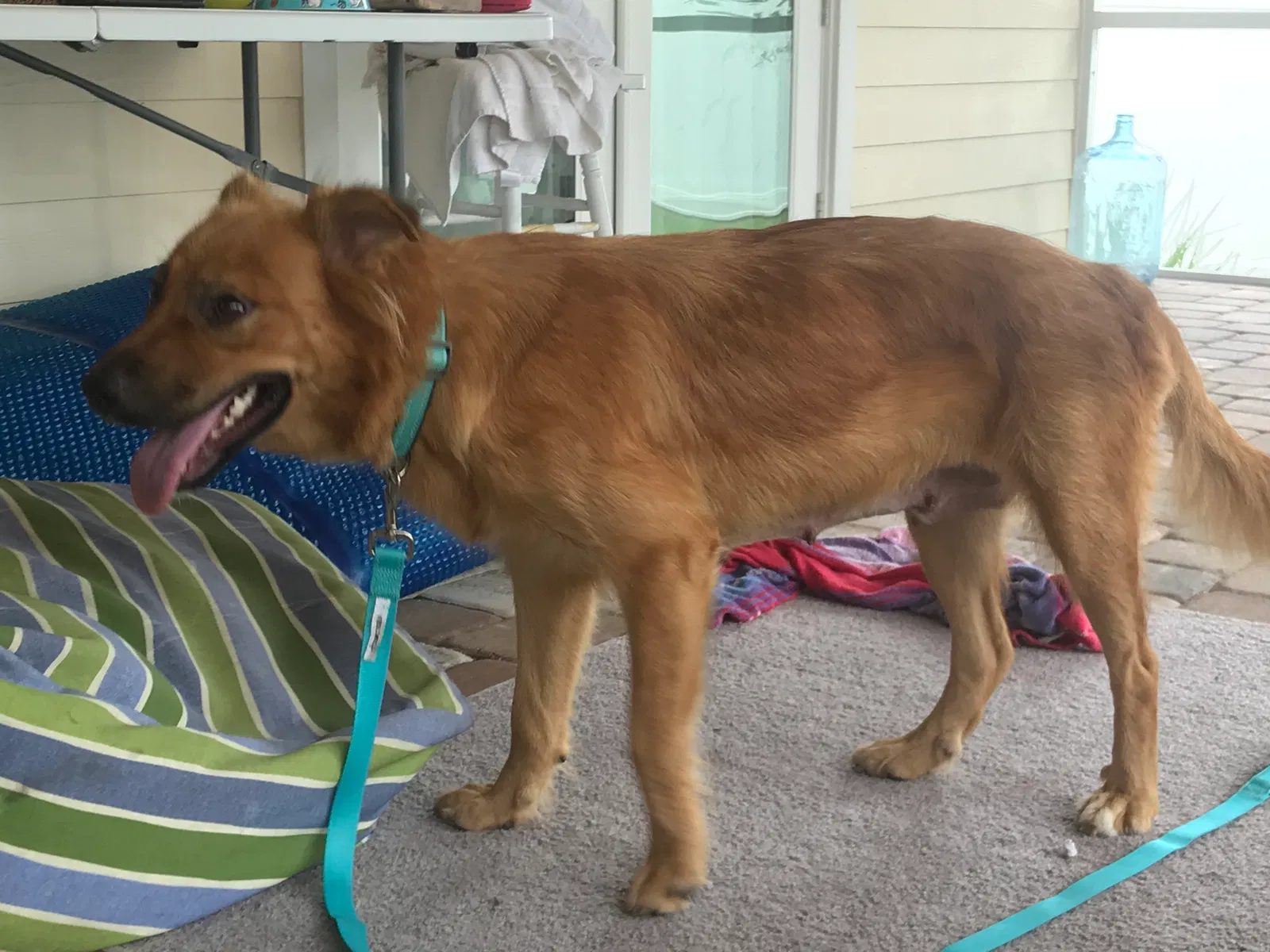 Lost dog in Maitland, FL, 32751