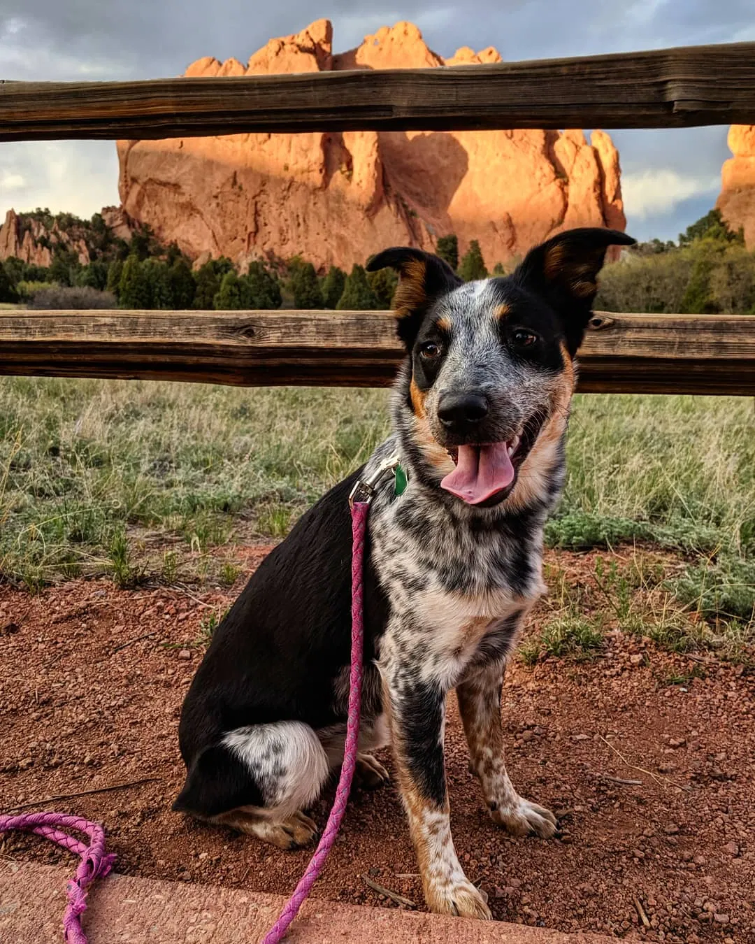 Lost dog in Sedalia, CO, 80135