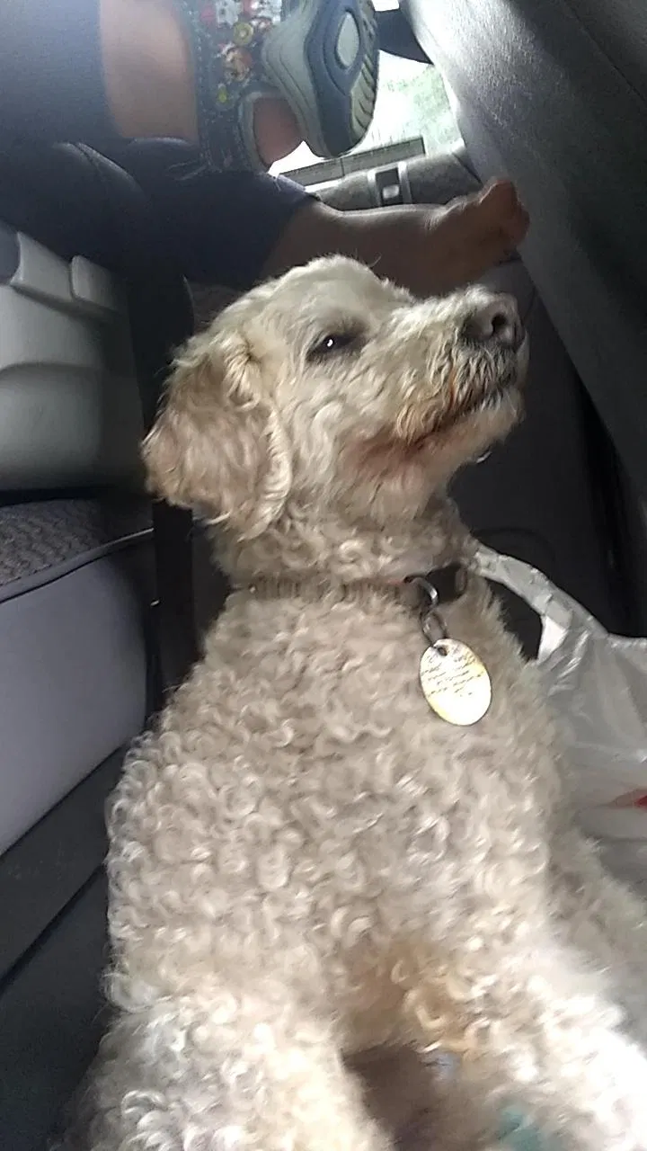 Lost dog in Mogadore, OH, 44260