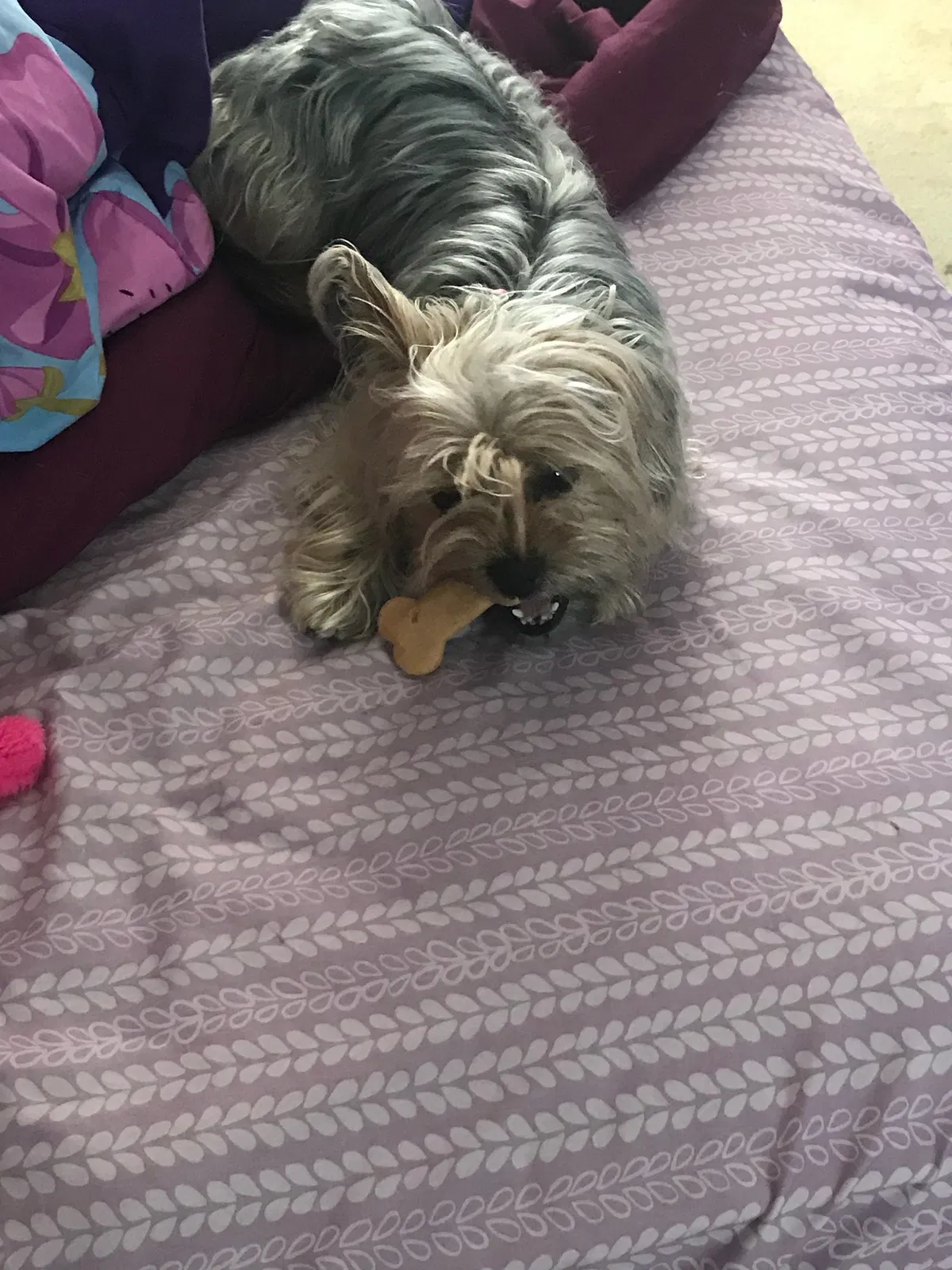 Lost dog in Bedford, IN, 47421