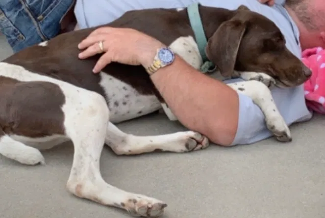 Lost dog in Runnells, IA, 50237