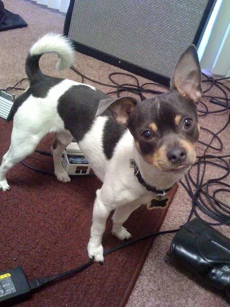 Lost dog in San Diego, CA, 92124