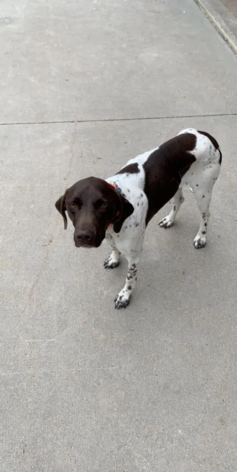 Lost dog in Runnells, IA, 50237