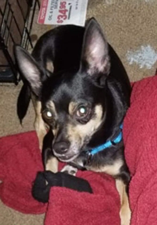 Lost dog in Maumelle, AR, 72113
