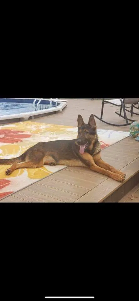 Lost dog in Springfield, IL, 62712