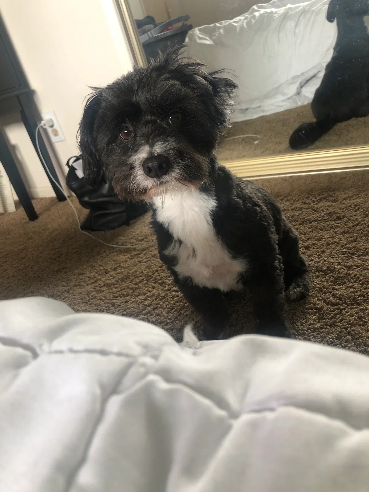 Lost dog in Portland, OR, 97216