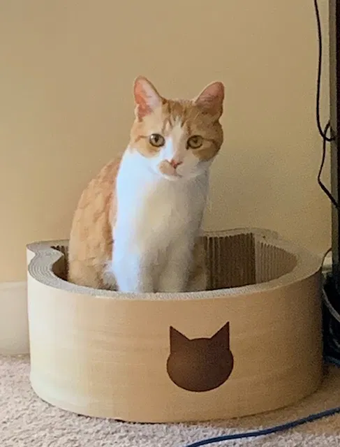 Lost cat in Asheville, NC, 28806