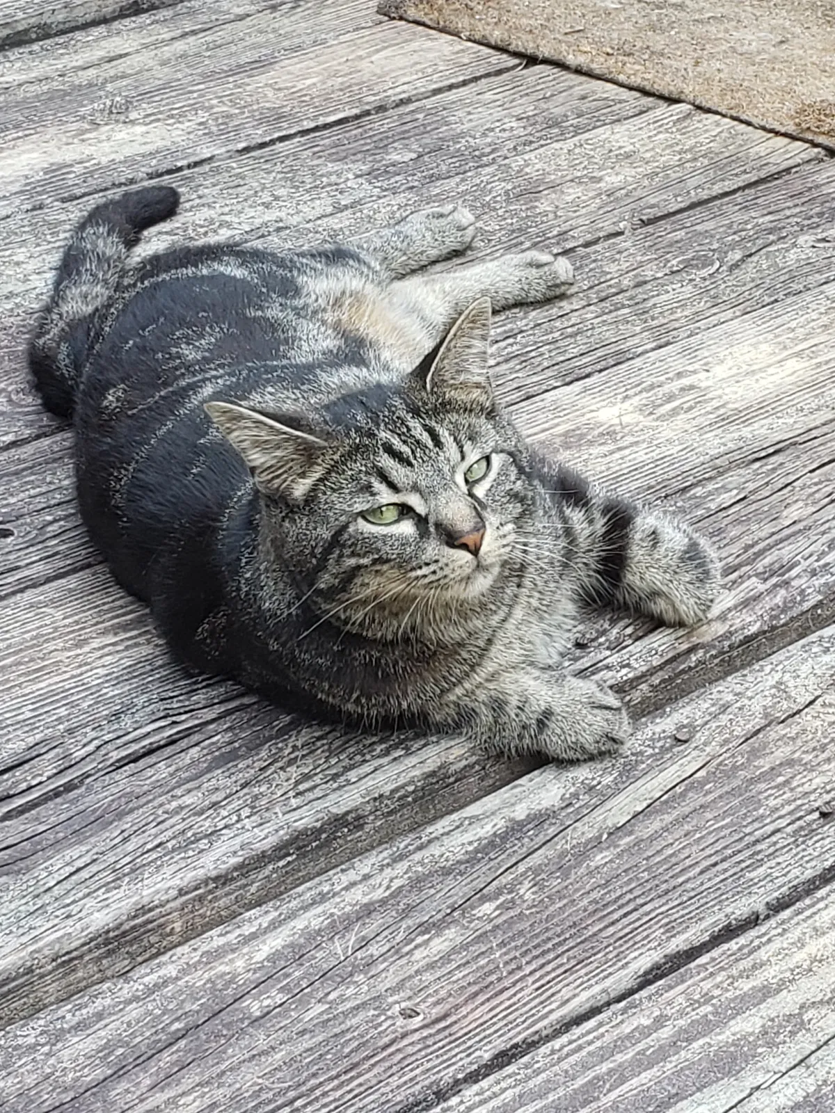 Lost cat in Stockbridge, GA, 30281
