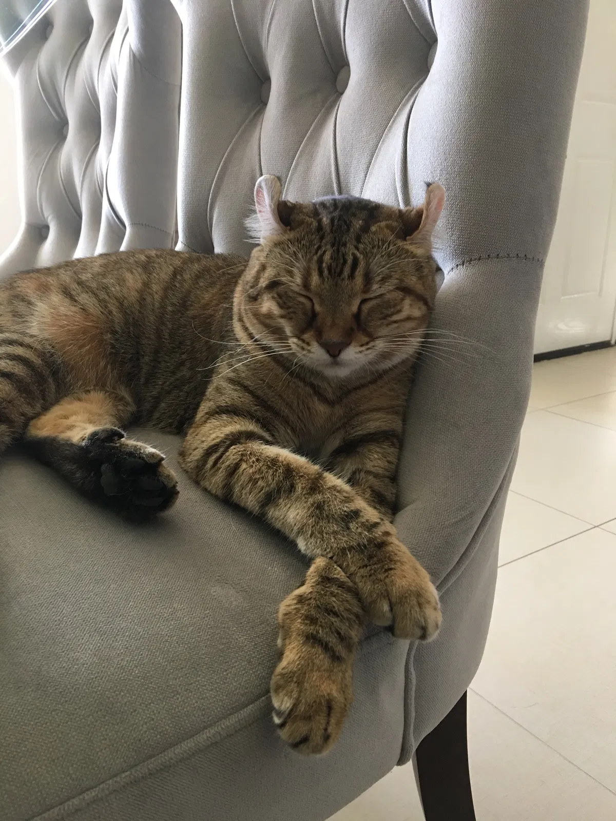 Lost cat in Mission Viejo, CA, 92692