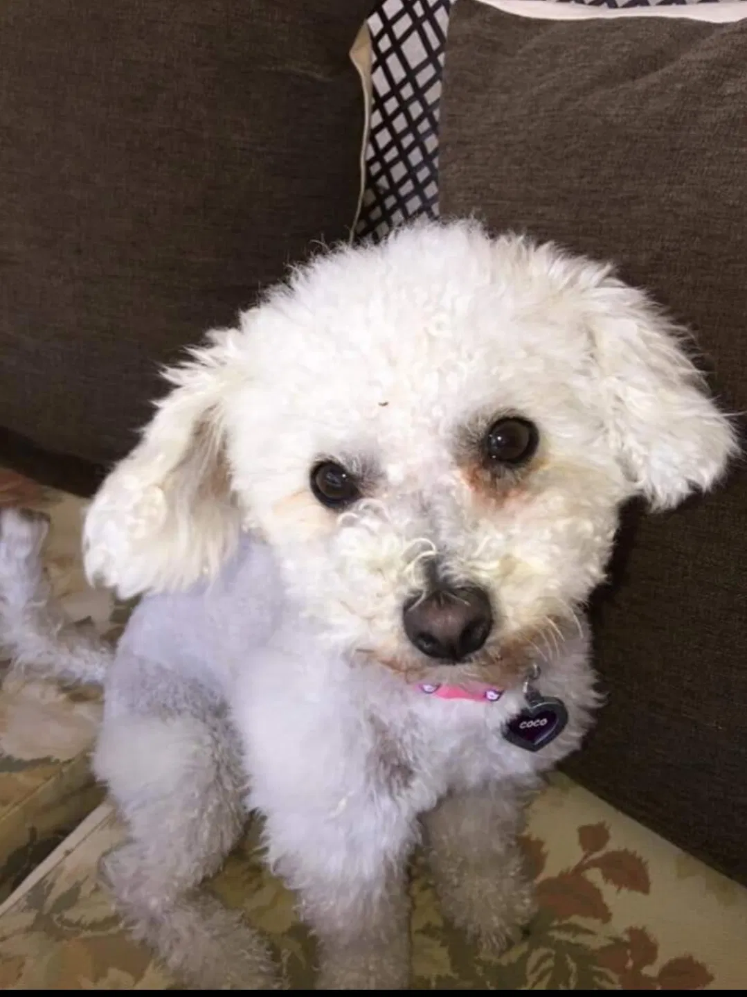Lost dog in Yukon, OK, 73099