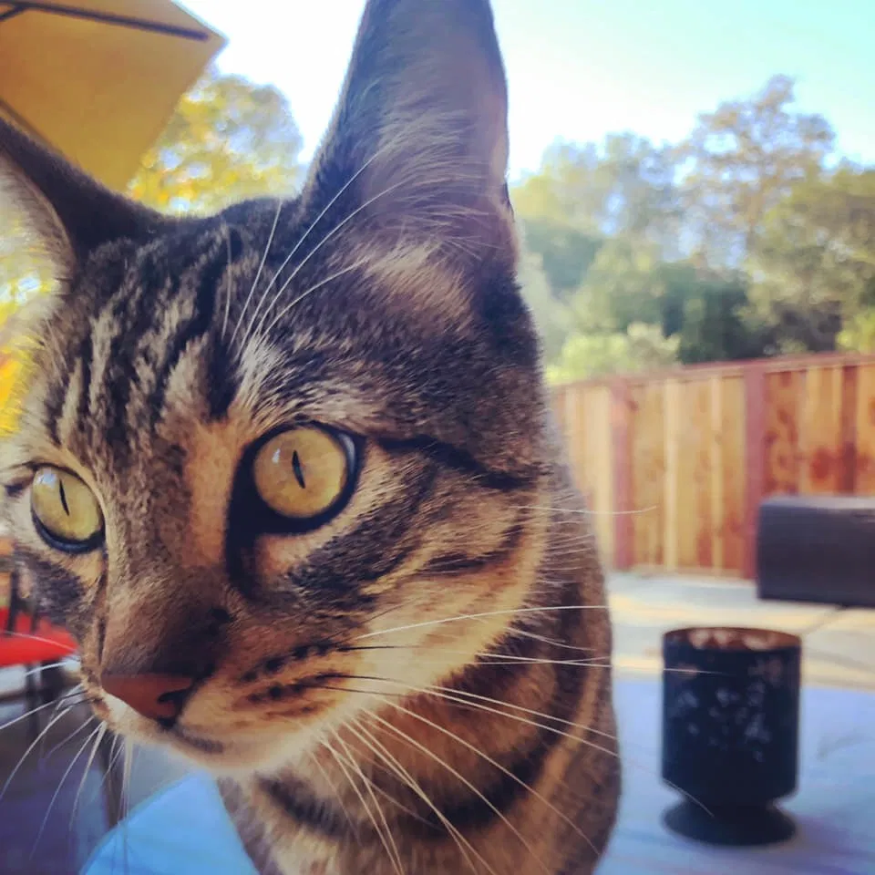 Lost cat in Santa Cruz, CA, 95062