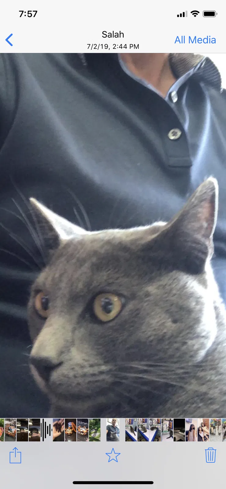 Lost cat in Chula Vista, CA, 91914