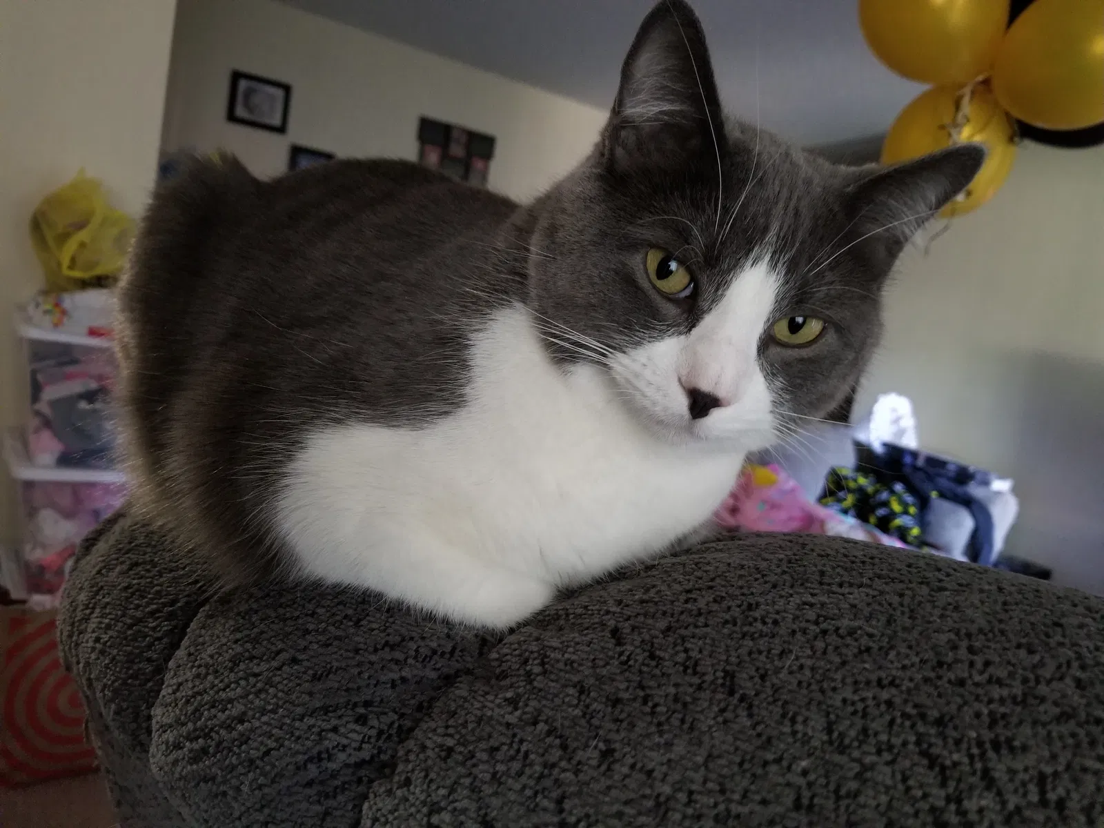 Lost cat in San Diego, CA, 92124
