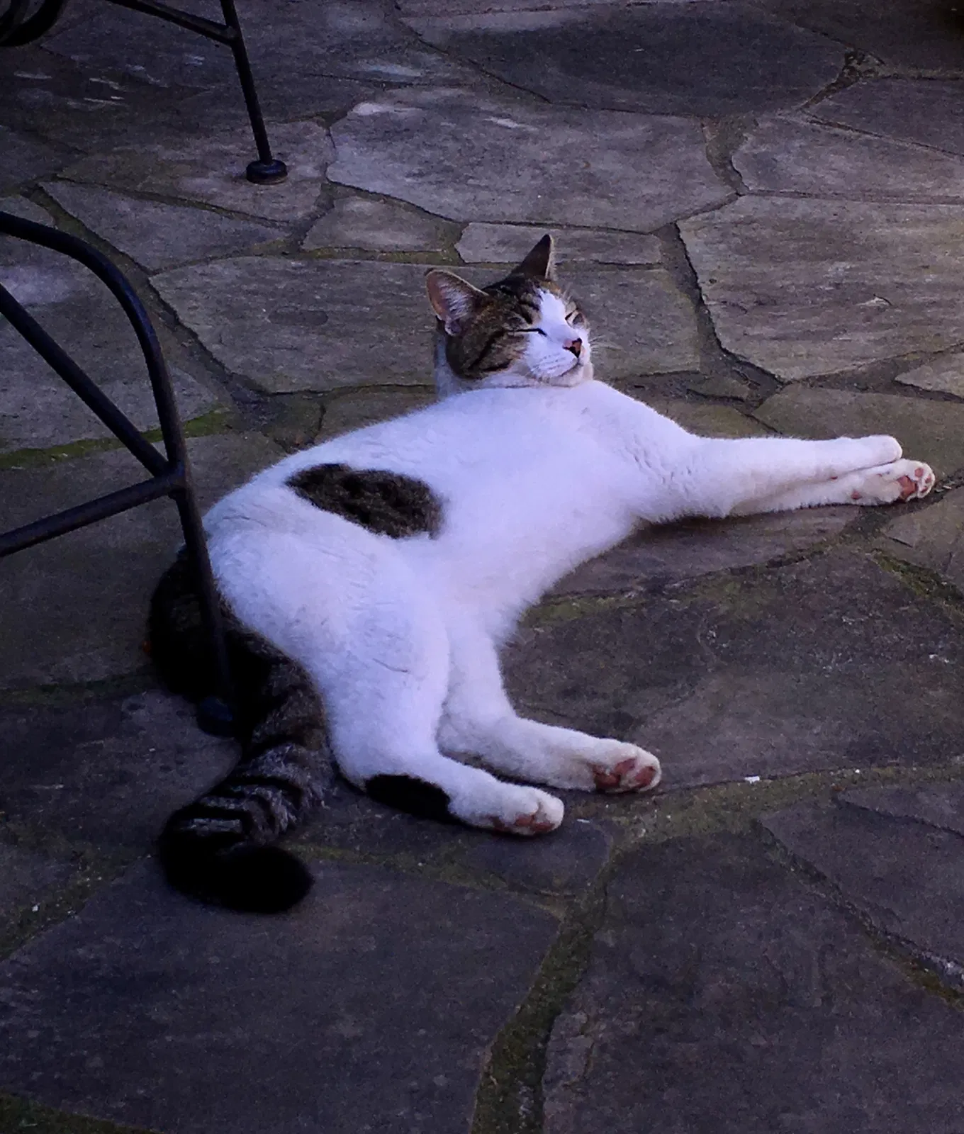 Lost cat in Sacramento, CA, 95825
